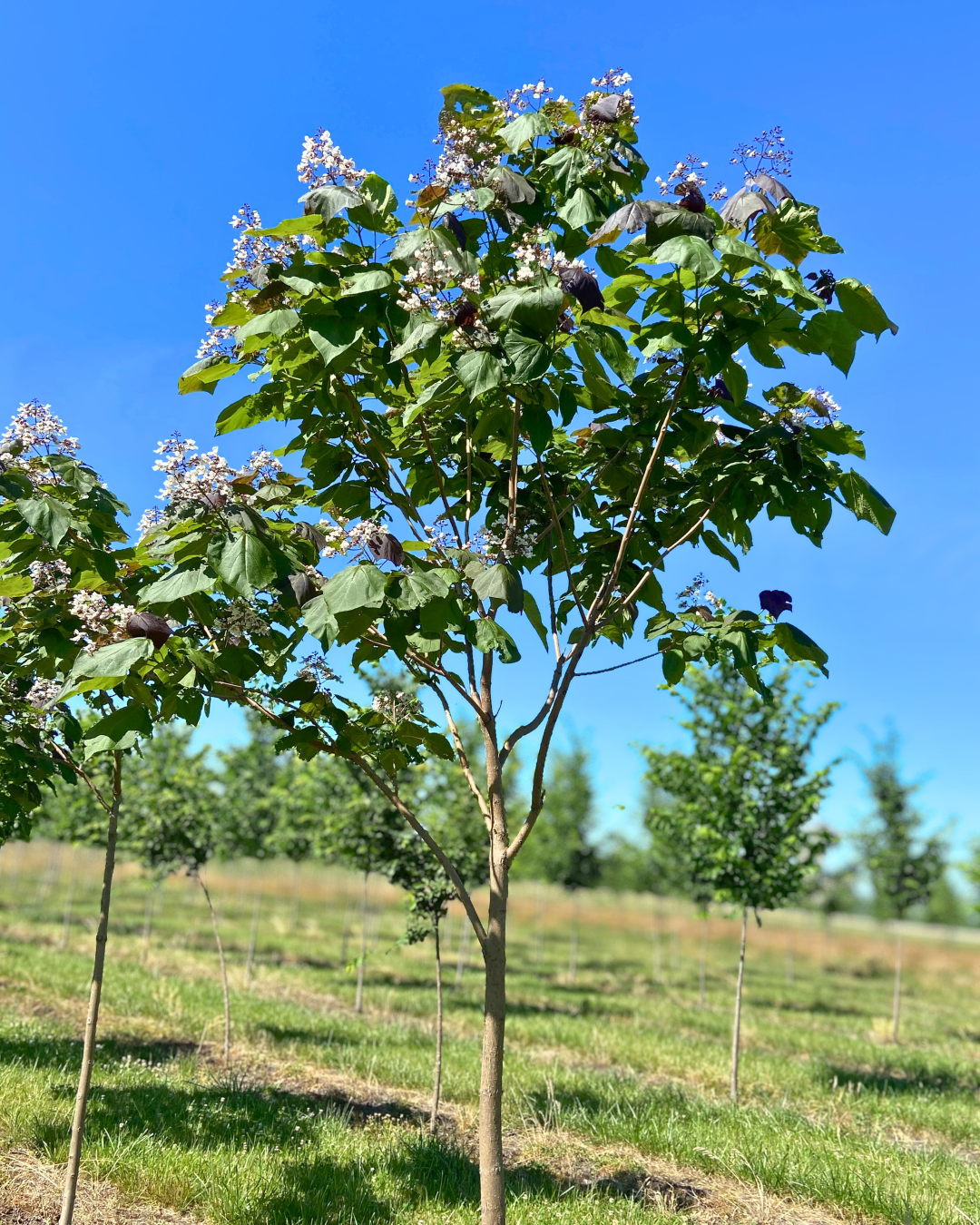 A young Purple Catalpa in the nursery's field in bloom.